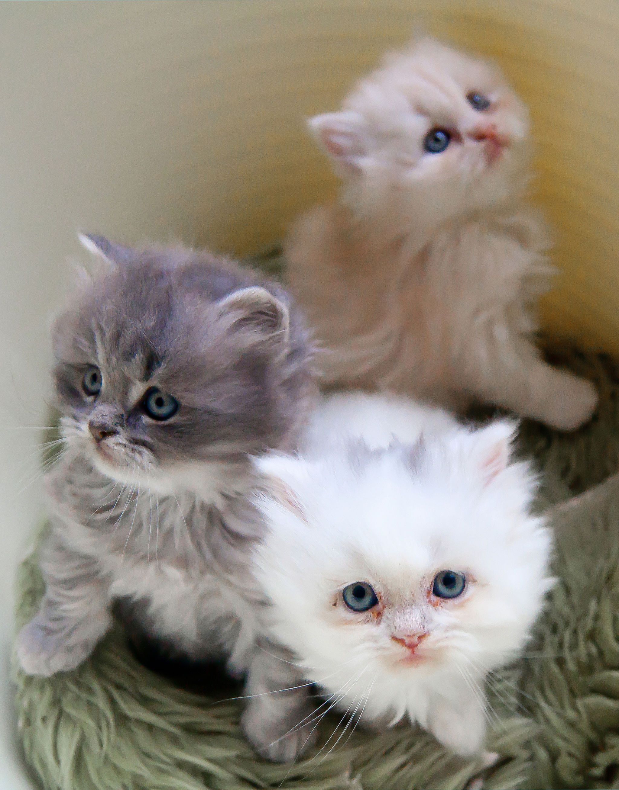mini kittens