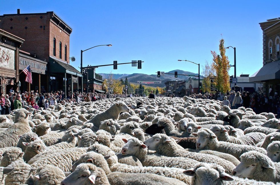 trailing of the sheep festival