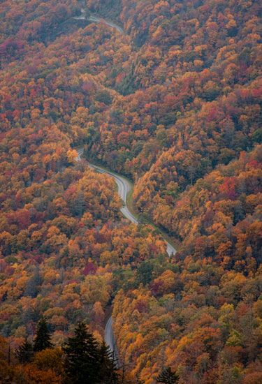 Vegetation, Nature, Brown, Deciduous, Leaf, Natural landscape, Plant community, Landscape, Orange, Amber, 