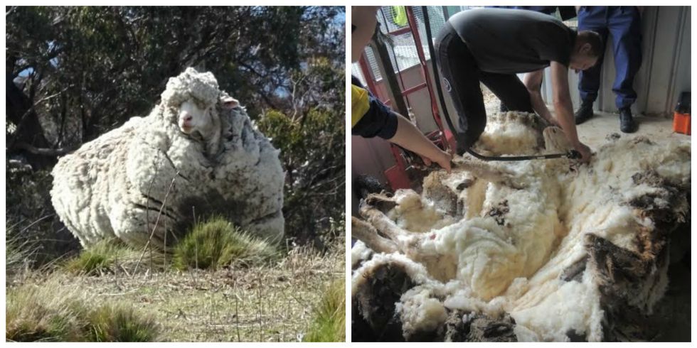 Overgrown Sheep Found In Australia Big Sheep Sheared By National Champion