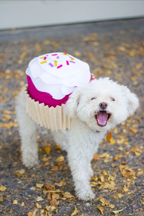 Dog, Canidae, Mammal, Dog breed, Maltese, Bichon frisé, Maltepoo, Carnivore, Dog clothes, Companion dog, 