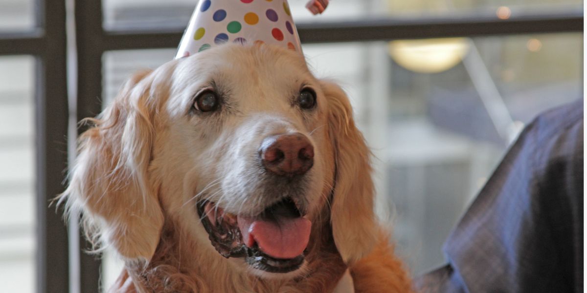 bretagne dog rescue living last rewarded birthday dogs nyc known special yourdailydish