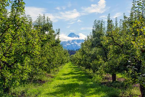 apple orchards and mountain