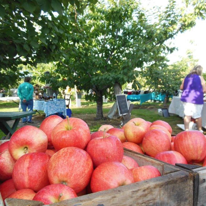 35 Best Apple Picking Places Near Me YouPick Apple Orchards