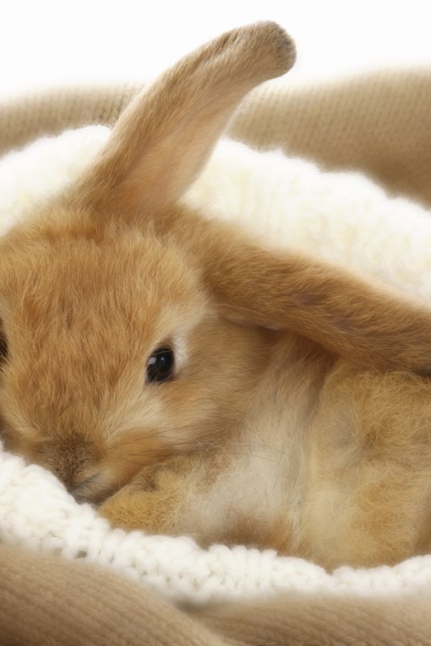 Domestic rabbit, Rabbit, Rabbits and Hares, Skin, Hare, Ear, Snout, Fawn, Whiskers, Beige, 