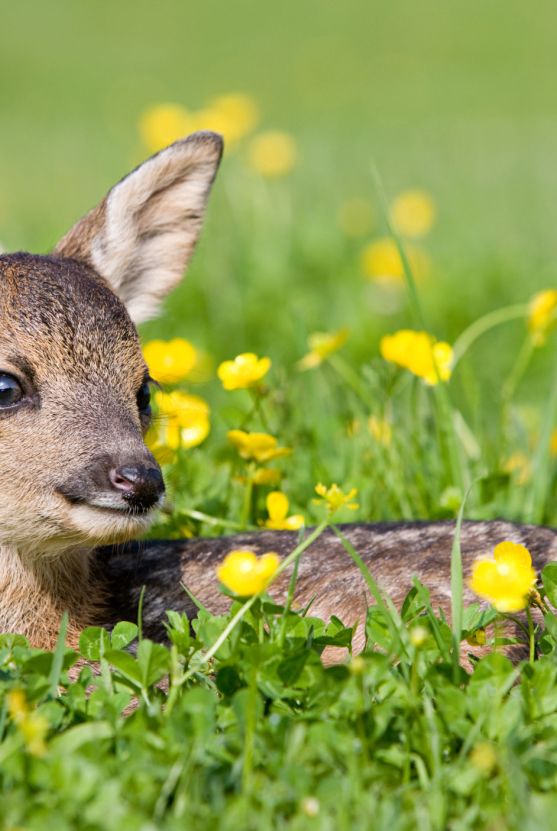 Mammal, Vertebrate, Wildlife, Deer, Roe deer, Grass, Yellow, Spring, Plant, Groundcover, 