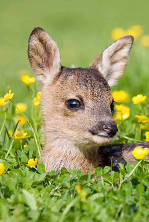 Baby Animals Cute Photos Of Baby Animals Baby Animals Cute Photos Of Baby Animals