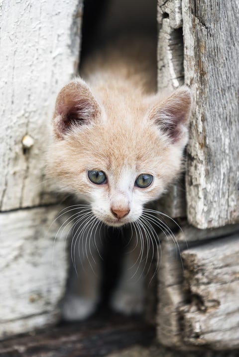 Baby Animals Cute Photos Of Baby Animals Baby Animals Cute Photos Of Baby Animals