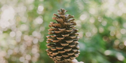 Wood, Conifer cone, Woody plant, Natural material, western yellow pine, Close-up, Pine family, Conifer, Two needle pinyon pine, Larch, 