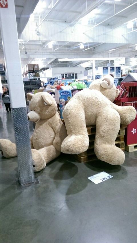 costco massive teddy bear