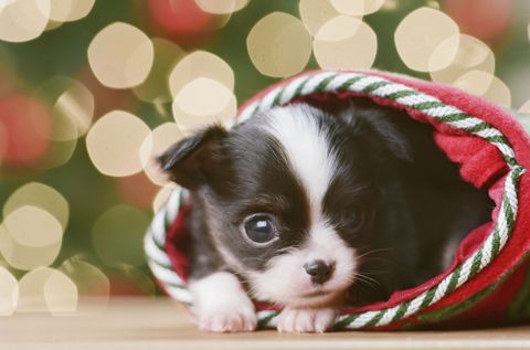 Cute Christmas Puppies Cute Baby Animal Photos