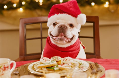 cute christmas puppies cute baby animal photos