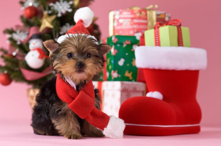 christmas puppy plush