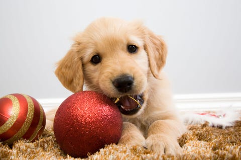 cute christmas puppies cute baby animal photos