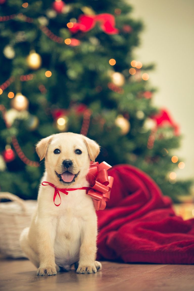 Cute Christmas Puppies - Cute Baby Animal Photos