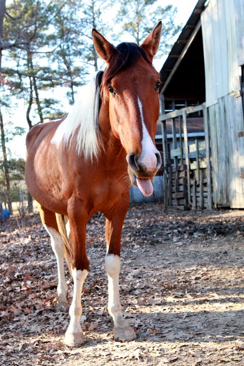 Brown, Horse, Terrestrial animal, Sorrel, Snout, Neck, Soil, Liver, Fawn, Working animal, 