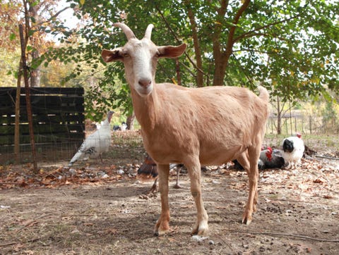 Rural area, Soil, Terrestrial animal, Bovine, Snout, Fawn, Horn, Livestock, Working animal, Wildlife, Rural area, Soil, Terrestrial animal, Bovine, Snout, Fawn, Horn, Livestock, Working animal, Wildlife,