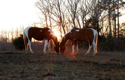 Brown, Natural landscape, Grazing, Horse, Landscape, Pasture, Terrestrial animal, Sunlight, Sorrel, Amber, 