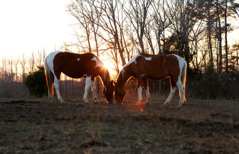Brown, Natural landscape, Grazing, Horse, Landscape, Pasture, Terrestrial animal, Sunlight, Sorrel, Amber, Brown, Natural landscape, Grazing, Horse, Landscape, Pasture, Terrestrial animal, Sunlight, Sorrel, Amber,