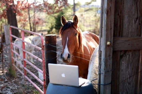 Brown, Wood, Horse, Laptop part, Sorrel, Laptop, Working animal, Terrestrial animal, Rural area, Liver, 