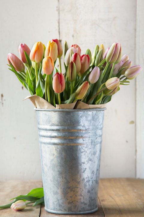 Flower, Flowerpot, Tulip, Plant, Cut flowers, Vase, Flowering plant, Pink, Houseplant, Spring, 