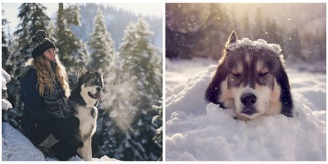 Winter, Dog breed, Cap, Dog, Vertebrate, Carnivore, Mammal, Sled dog, Freezing, Snow, 