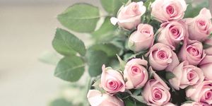 Flower, Flowering plant, Garden roses, Pink, Rose, Floribunda, Petal, Plant, Rose family, Rosa × centifolia, 