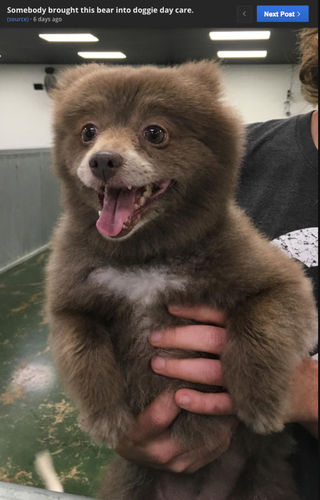 is this adorable creature a puppy or a baby bear