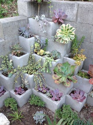 Petal, Terrestrial plant, Botany, Lavender, Flowering plant, Groundcover, Thorns, spines, and prickles, Annual plant, Succulent plant, Concrete, 