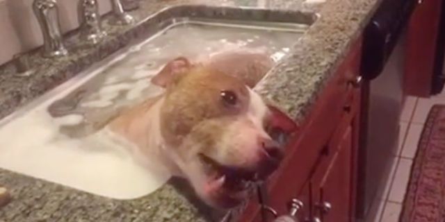 This Sweet Video of a Rescued Pit Bull Taking A Bath Will Melt Your Heart