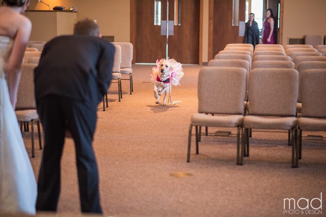 Bride Shares a Special Moment With Service Dog - Service Dog at Wedding