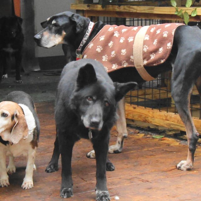 tennessee-sanctuary-shelters-elderly-dogs-old-friends-senior-dog