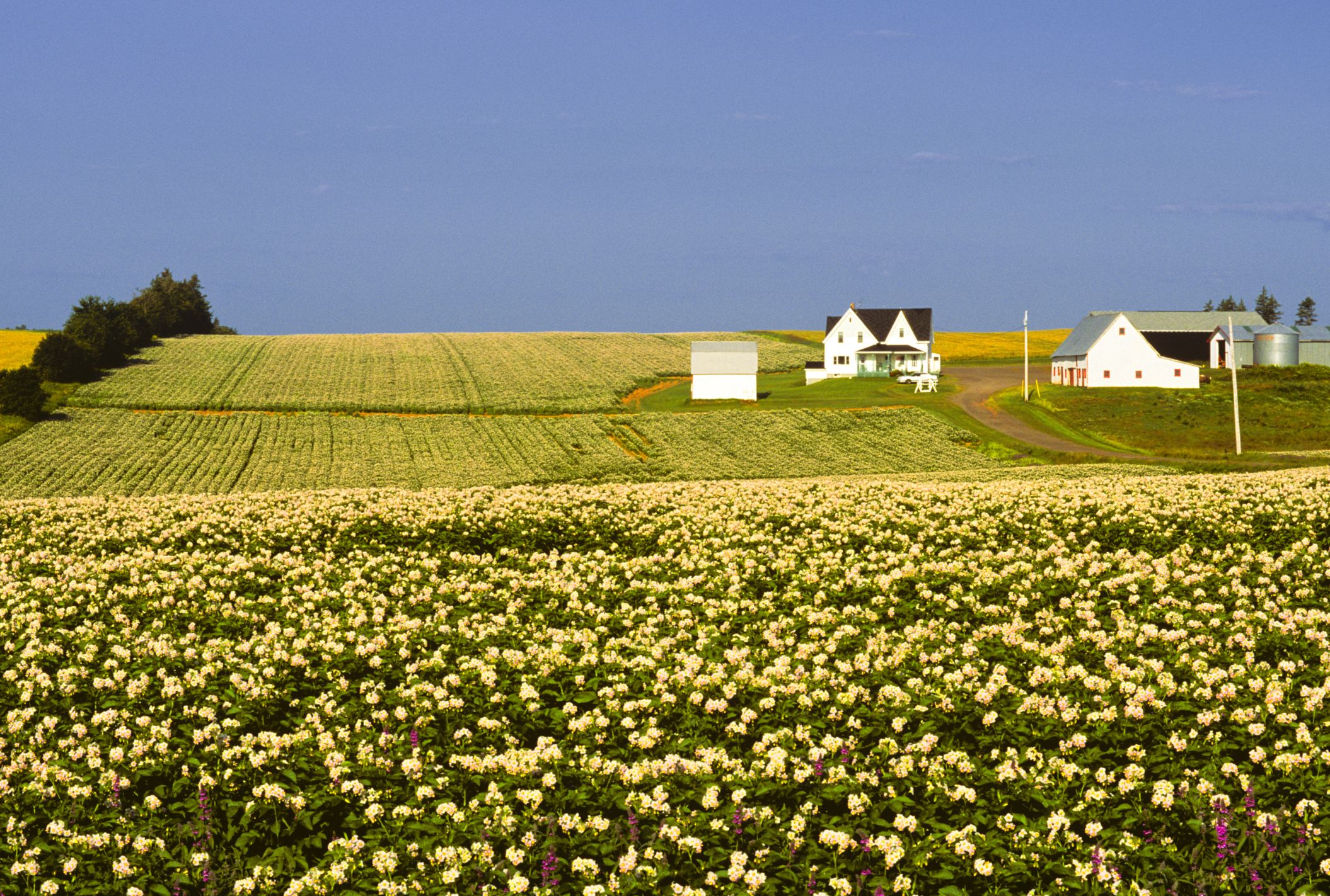 Beautiful Farms on Prince Edward Island, Canada — Real Life Green Gables  Farms