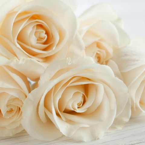 Petal, Yellow, Flower, White, Orange, Flowering plant, Rose family, Garden roses, Peach, Rose order, 