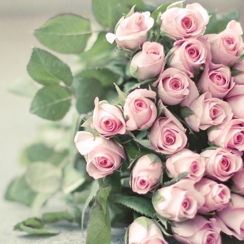 Petal, Flower, Pink, Bouquet, Flowering plant, Cut flowers, Rose family, Flower Arranging, Botany, Garden roses, 
