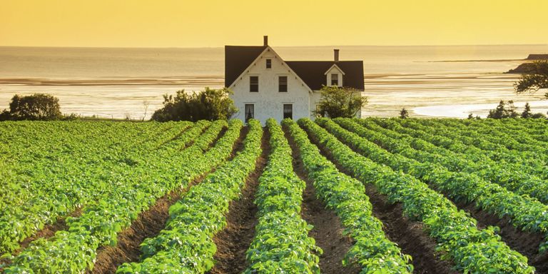 beautiful-farms-on-prince-edward-island-canada-real-life-green