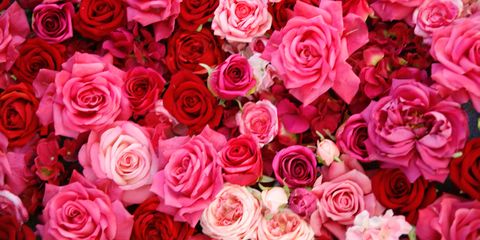 Petal, Flower, Red, Pink, Flowering plant, Orange, Rose family, Peach, Rose order, Magenta, 