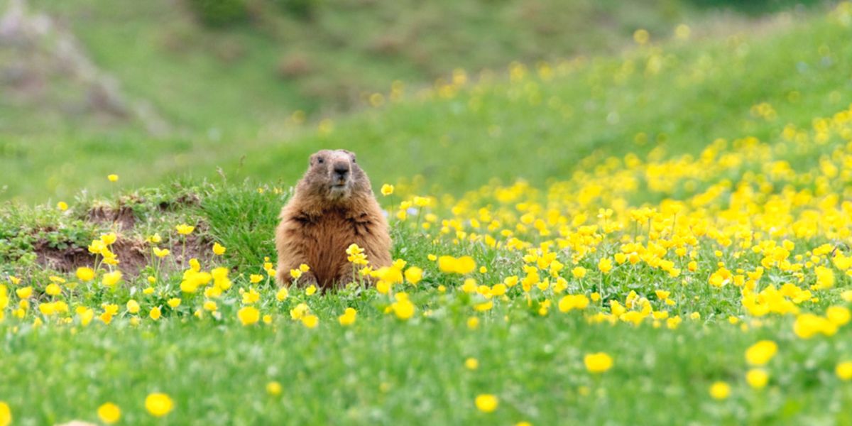 Punxsutawney Phil Does Not See Shadow - Groundhog Day 2016 Predicts