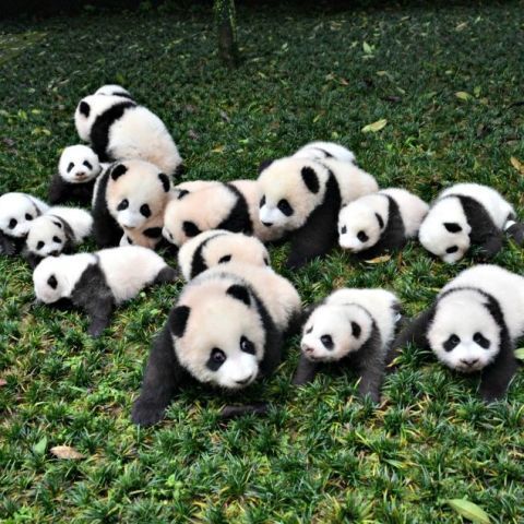 Panda, Organism, Nature, Daytime, Natural environment, Vertebrate, Terrestrial animal, White, Carnivore, Snout, 