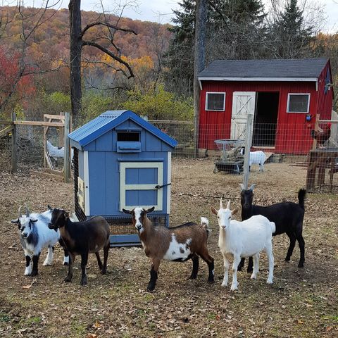 Goats of Anarchy baby pet farm animals