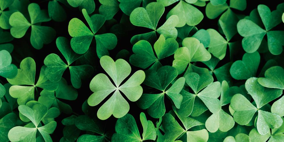 Finding A Four Leaf Clover Saint Patrick S Day Trivia