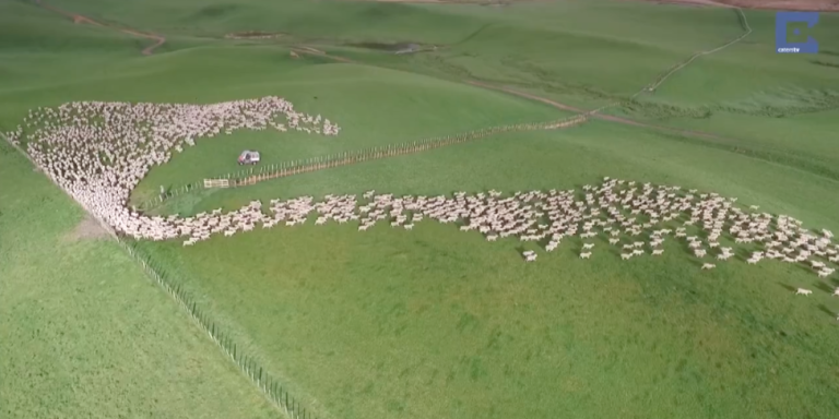 This Mass Sheepherding Video Is Absolutely Mesmerizing