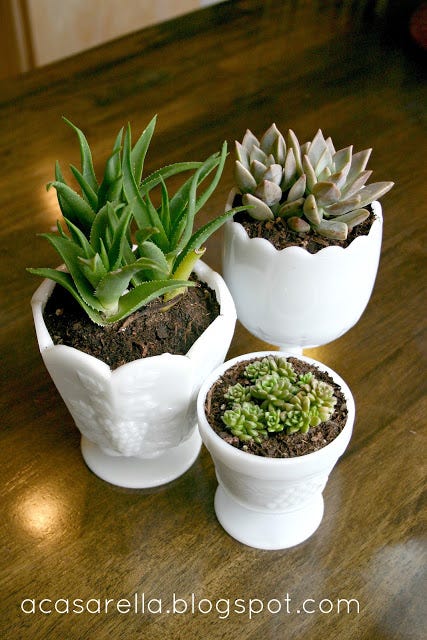 Plant, Flowerpot, Interior design, Terrestrial plant, Houseplant, Hardwood, Flowering plant, Herb, Annual plant, Pottery, 