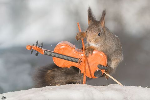 Winter, Freezing, Adaptation, Orange, Squirrel, Bowed string instrument, Rodent, Grey, String instrument, Snow, 