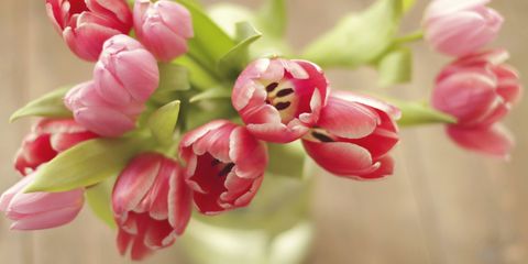 Petal, Flower, Pink, Bud, Botany, Flowering plant, Magenta, Blossom, Spring, Peach, 