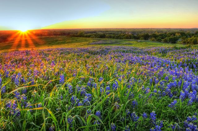 Texas Bluebonnets - Bluebonnets Fun Facts And Trivia