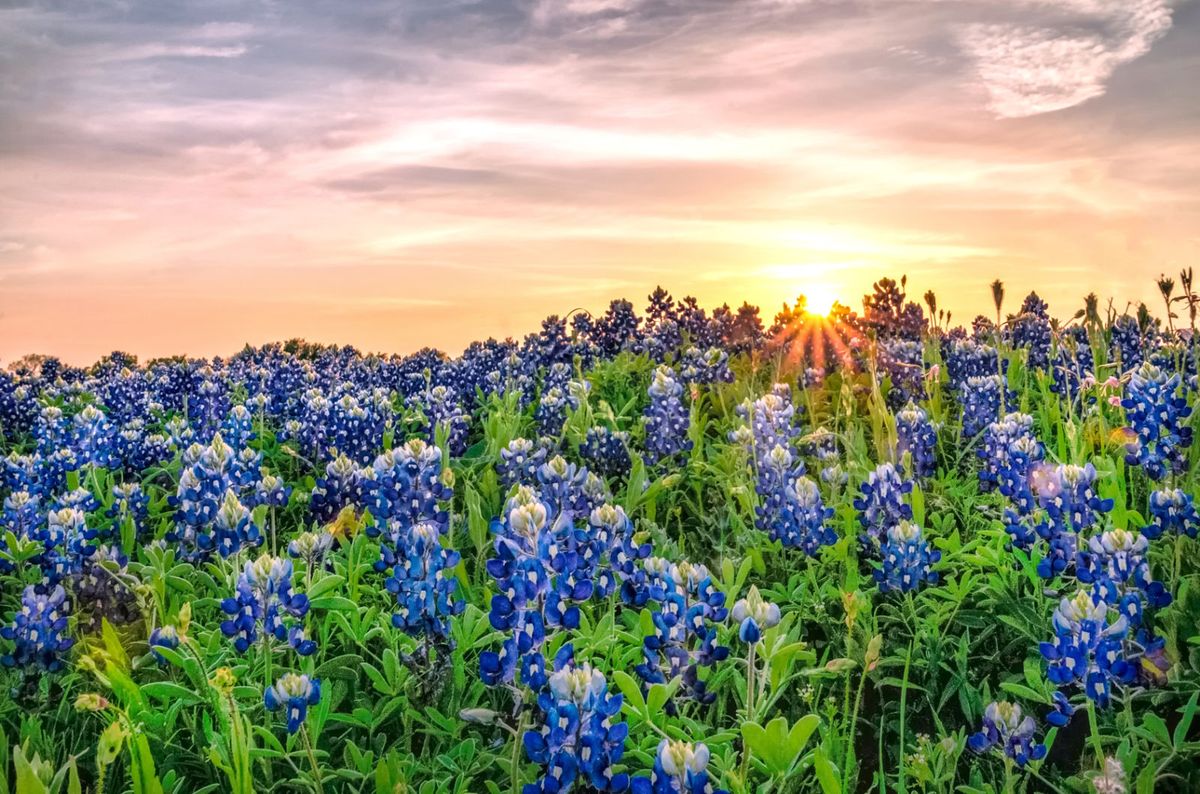 Texas Fun Facts And Trivia