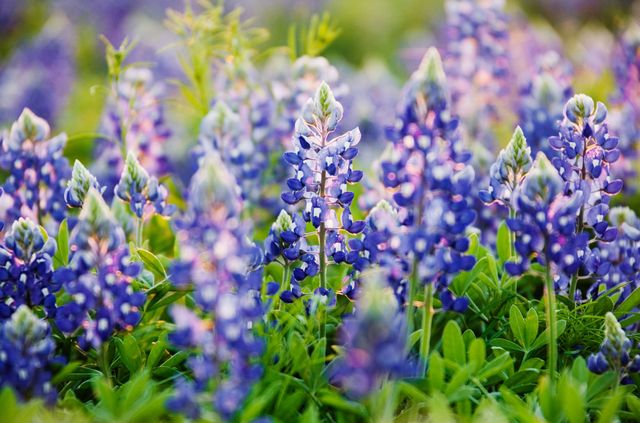 Texas Bluebonnets - Bluebonnets Fun Facts And Trivia