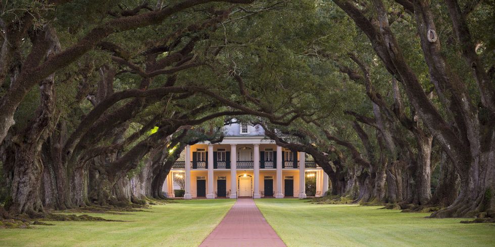 Green, Woody plant, Trunk, Arch, Garden, Walkway, Lawn, Park, Mansion, Campus, 