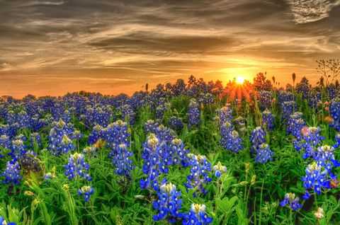 Blue, Natural environment, Plant, Flower, Flowering plant, Wildflower, Sunset, Majorelle blue, Sunrise, Agriculture, 